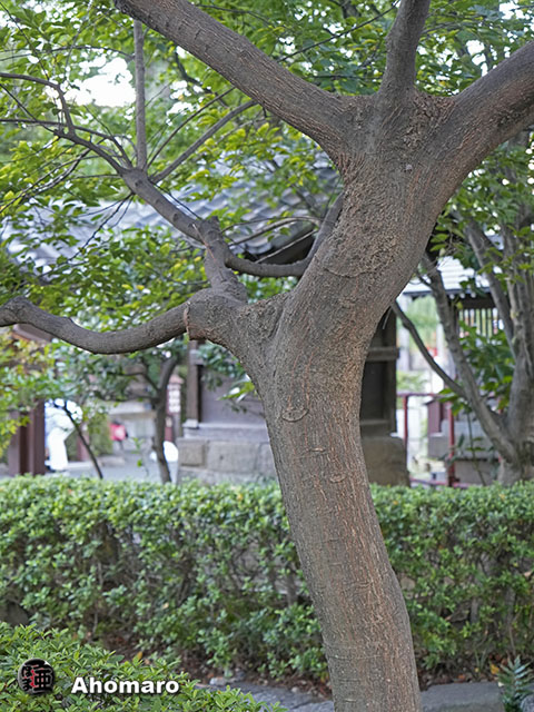 ʐ^00