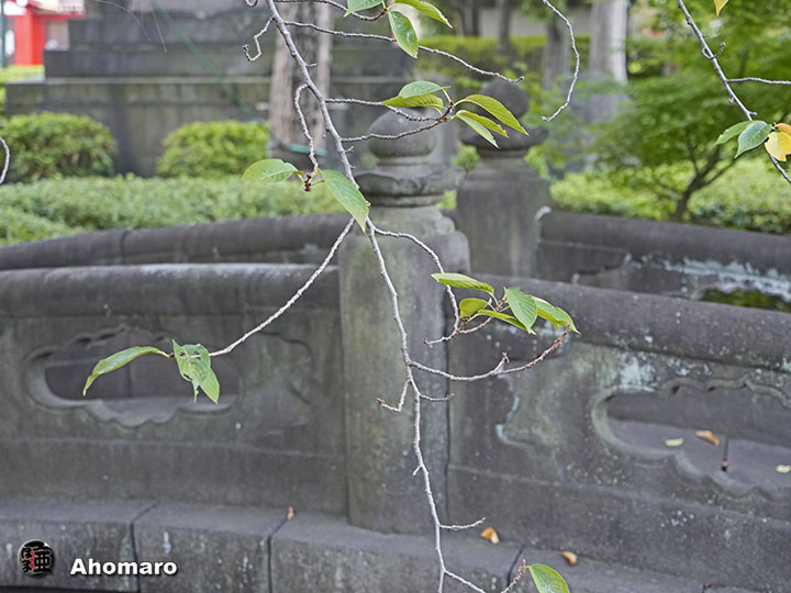 写真00