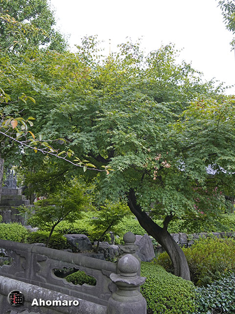 写真00