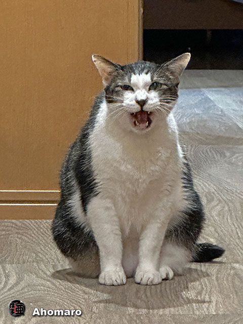 ʐ^00