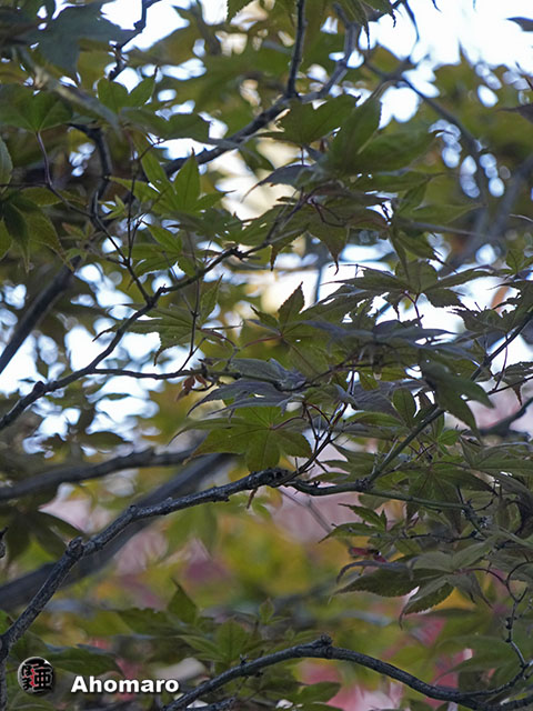 写真00