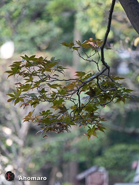 写真00