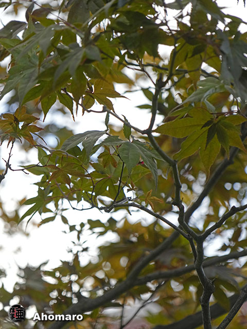 写真00