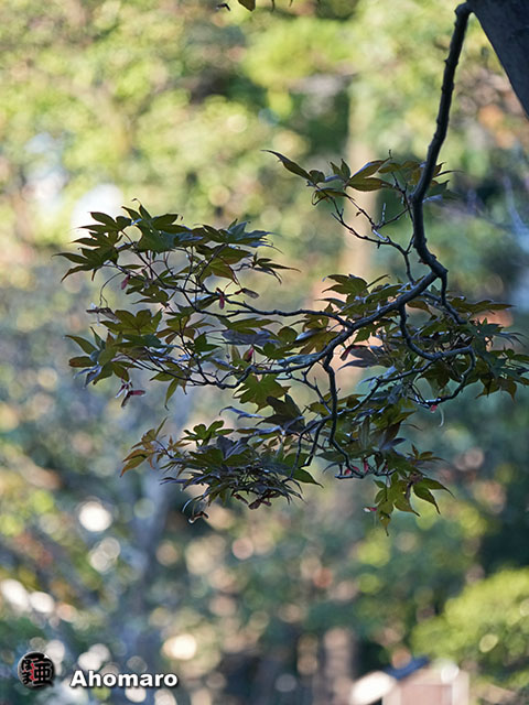 写真00