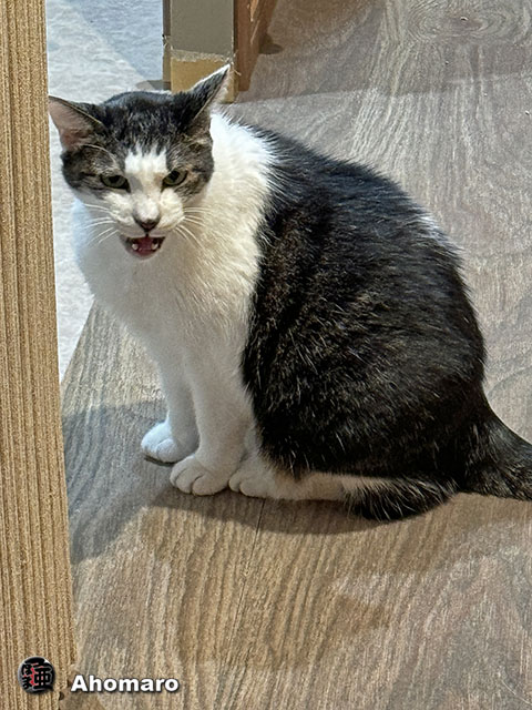ʐ^00