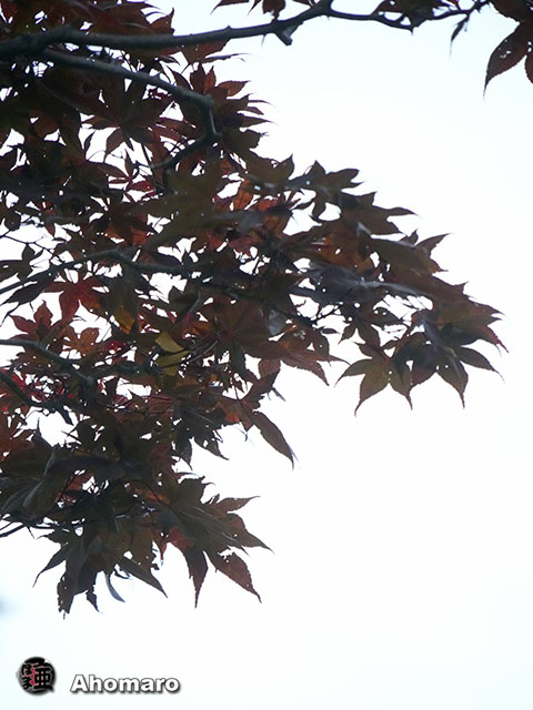 写真00