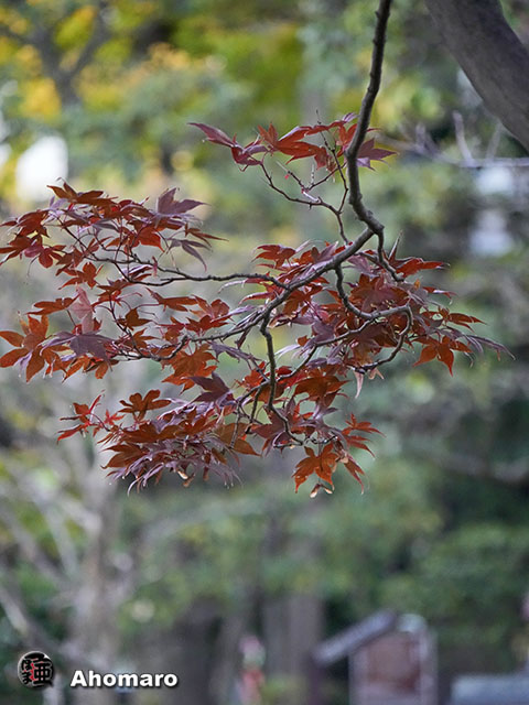 写真00