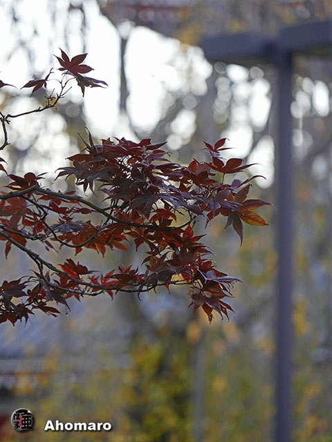 写真00