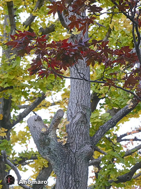 写真00
