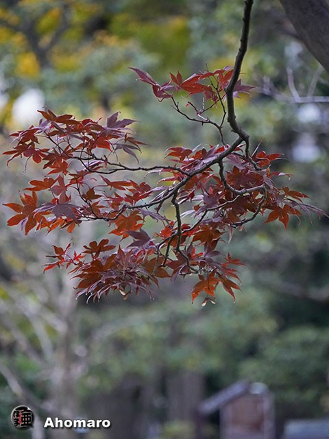 写真00
