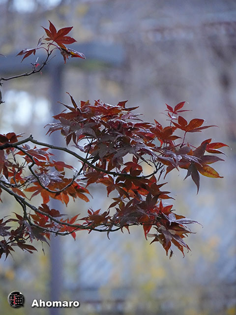 写真00