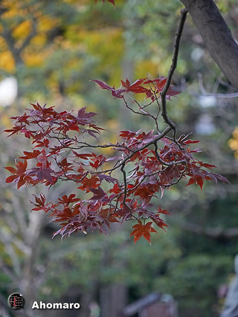 写真00