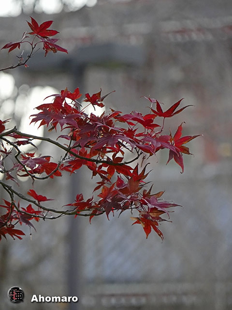 写真00
