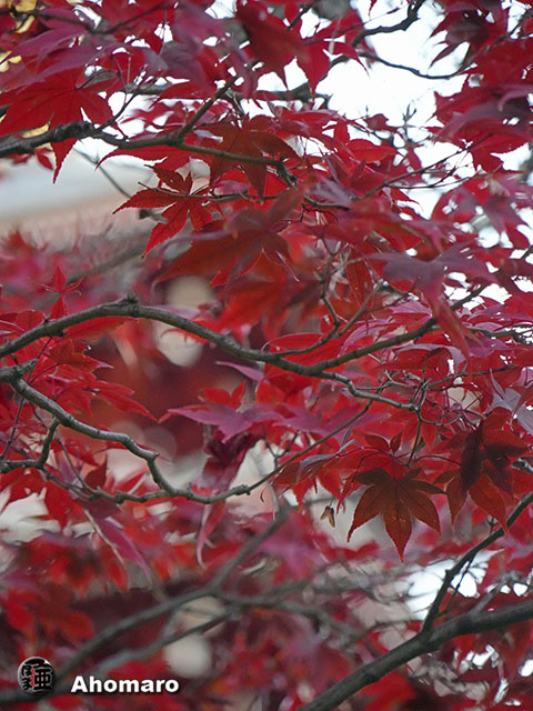 写真00