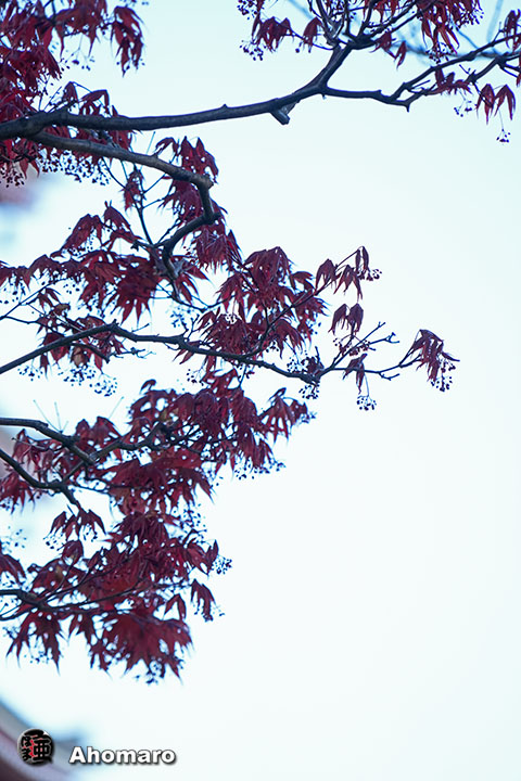 写真00