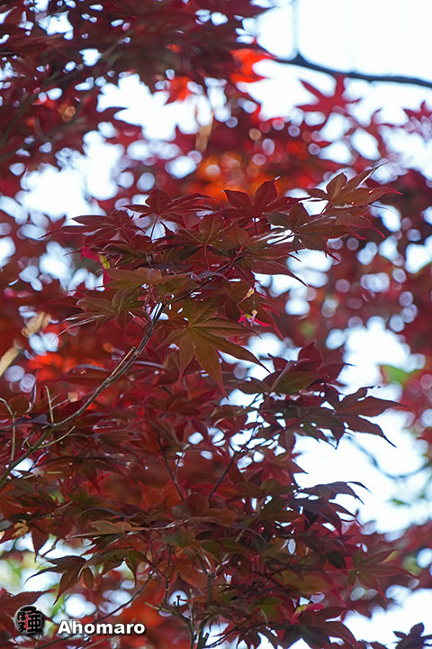 写真00