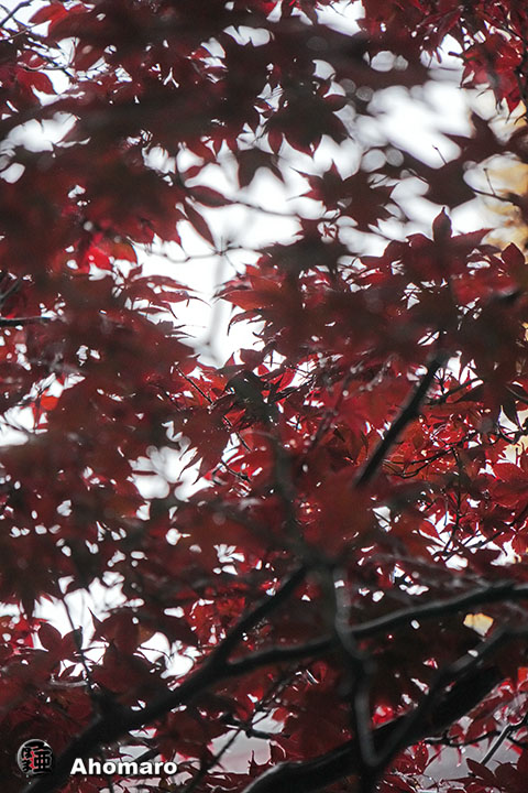 写真00