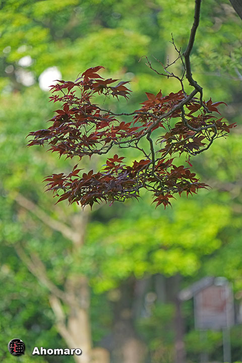 写真00