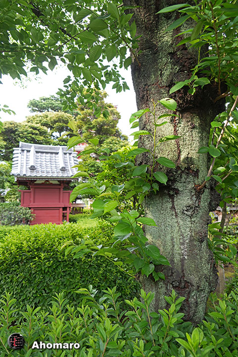 写真00