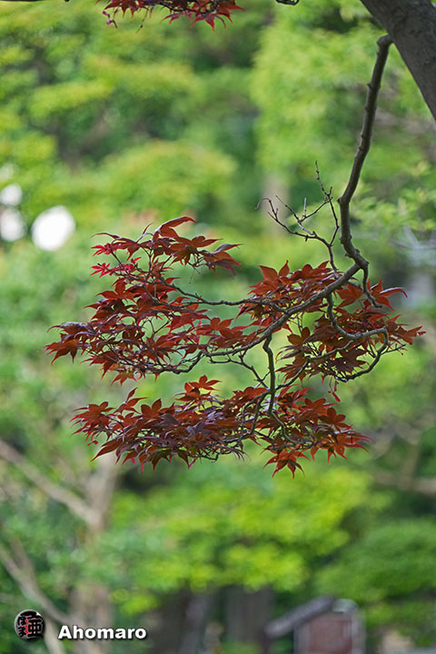 写真00