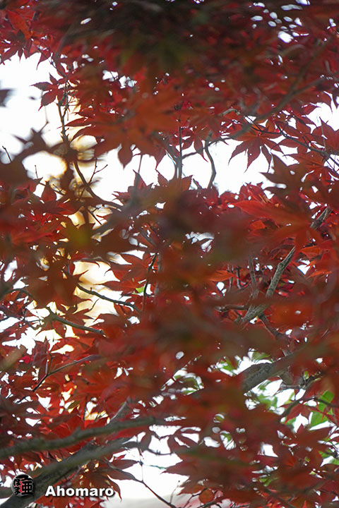 写真00