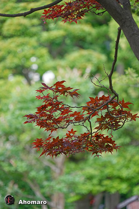 写真00