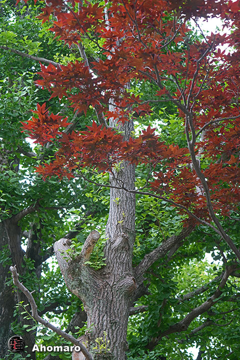 写真00