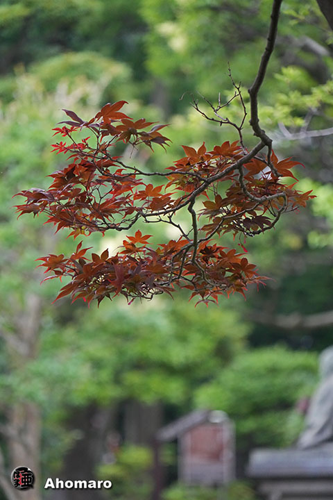 写真00