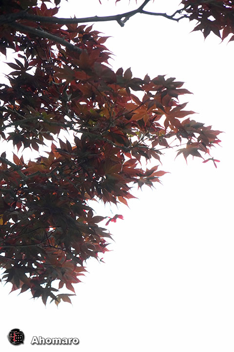 写真00