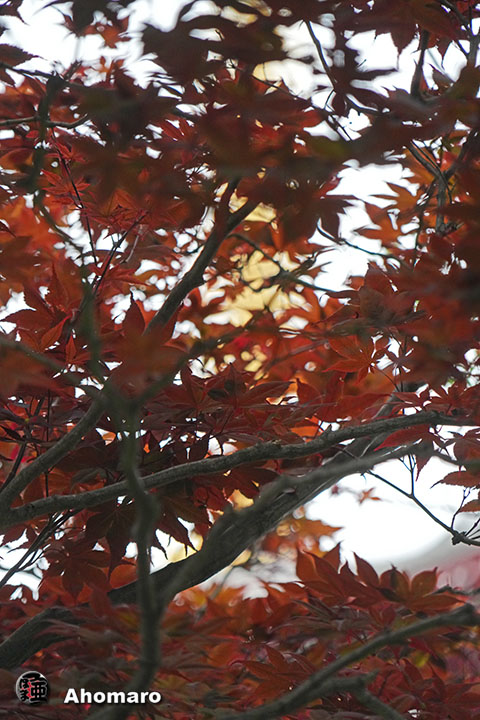写真00