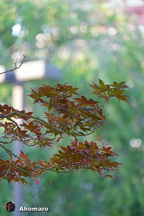 写真00