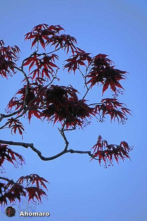 写真00