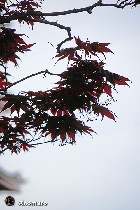 写真00