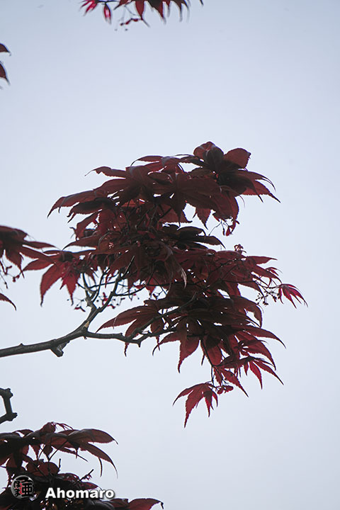 写真00