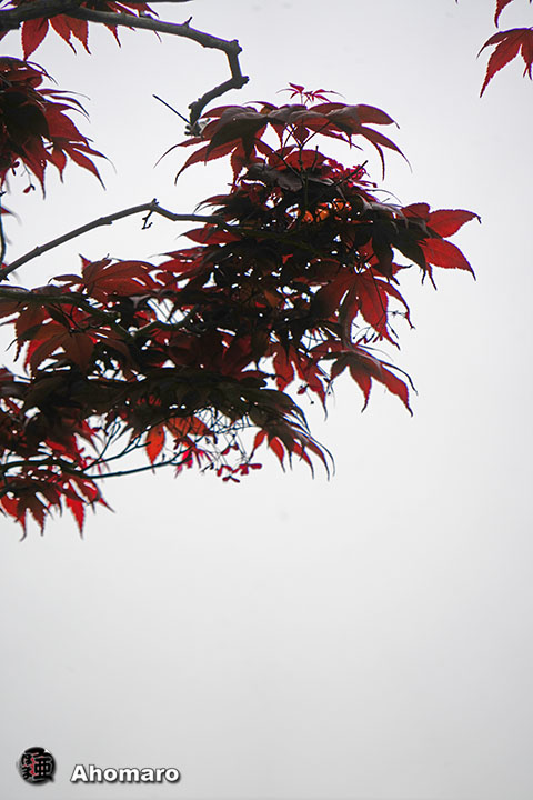 写真00