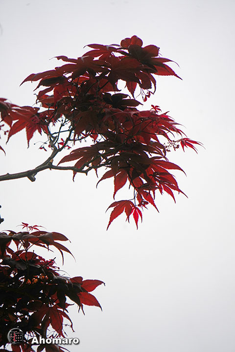 写真00