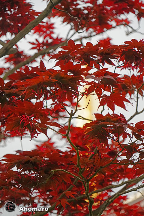 写真00