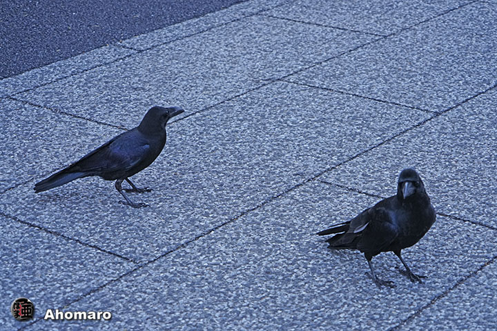 ʐ^00