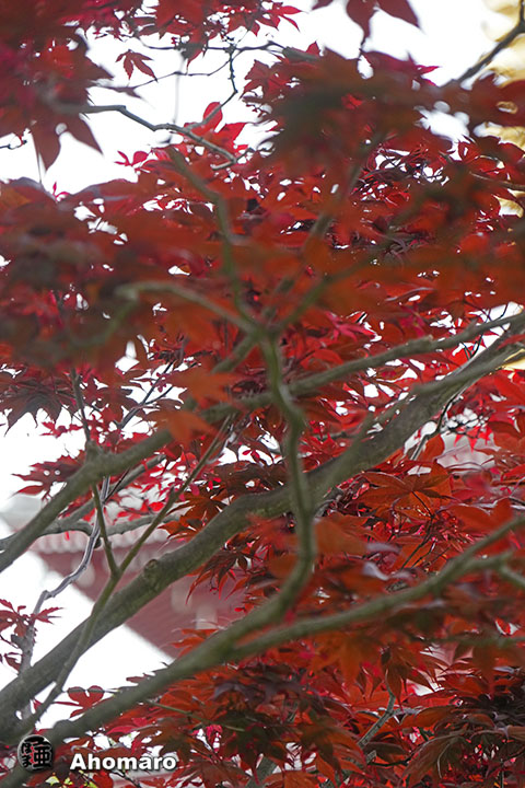 写真00