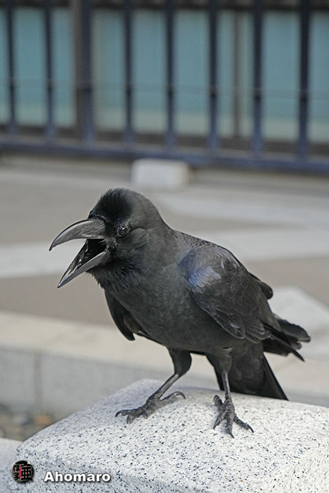 ʐ^00
