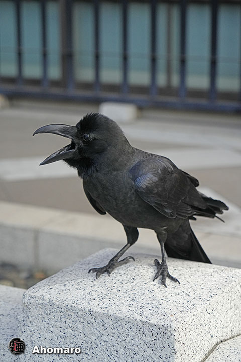 ʐ^00
