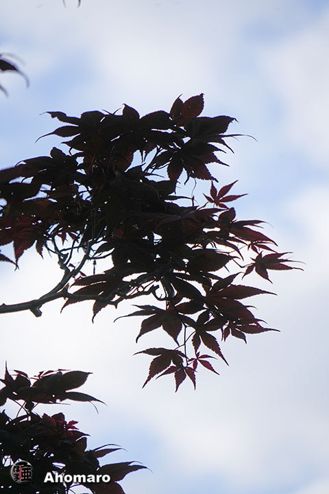 写真00