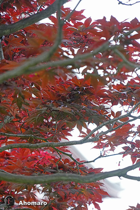 写真00