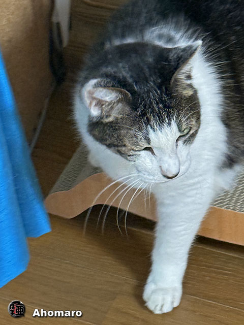 ʐ^00