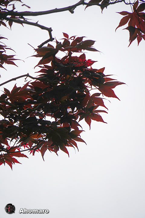 写真00