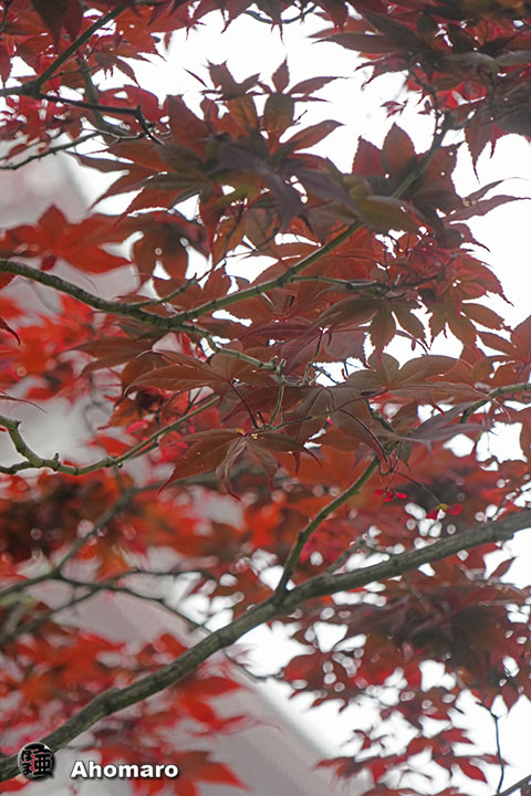 写真00