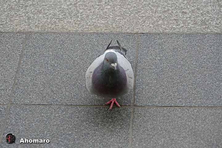 ʐ^00