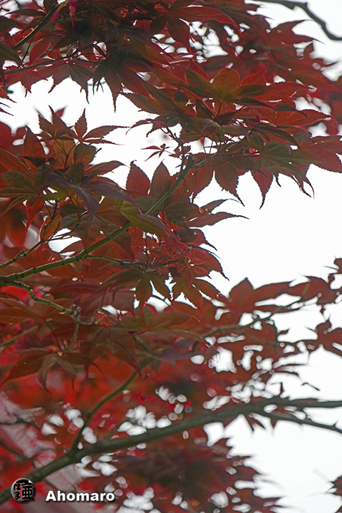 写真00