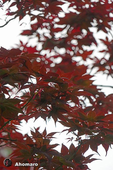 写真00