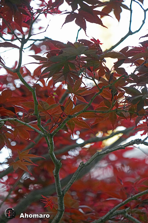 写真00